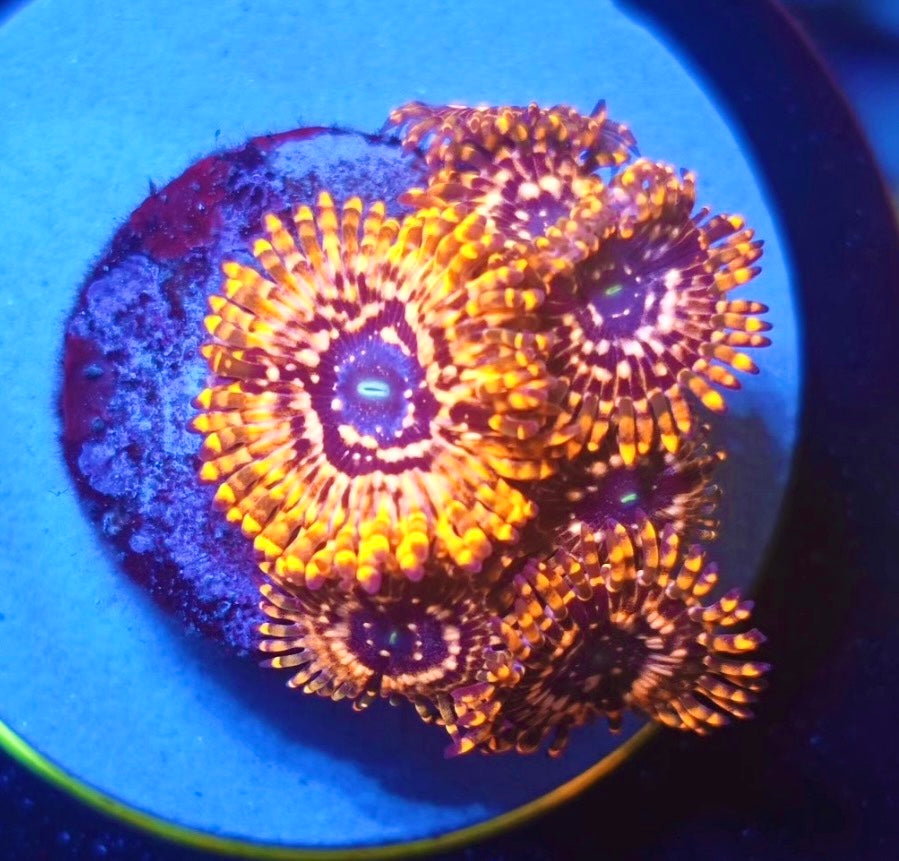 Utter Chaos Zoa Frag (2 Polyps+)– Zoanthid – UK Grown