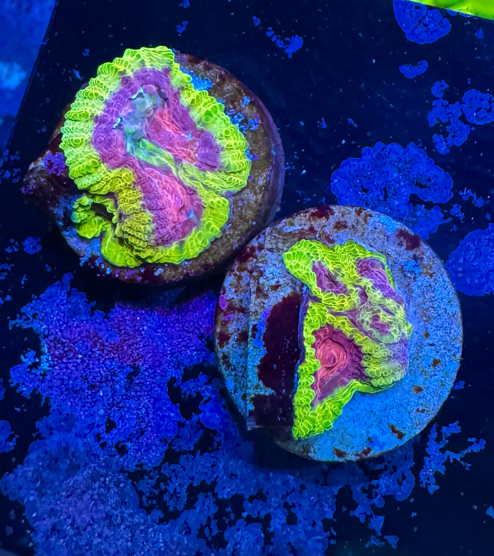Fruit Loop/Sakura Favia — Rare LPS Coral — UK Grown