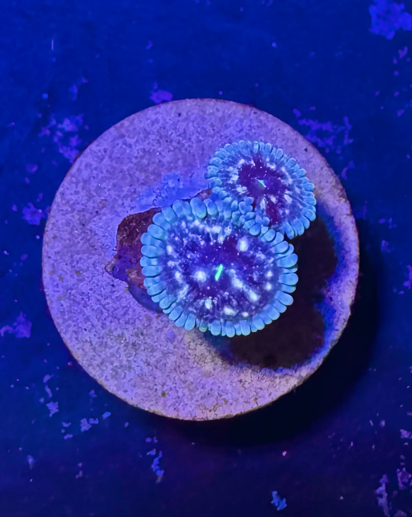 Chameleon Zoa Frag — WYSIWYG – High End Zoanthid – UK Grown