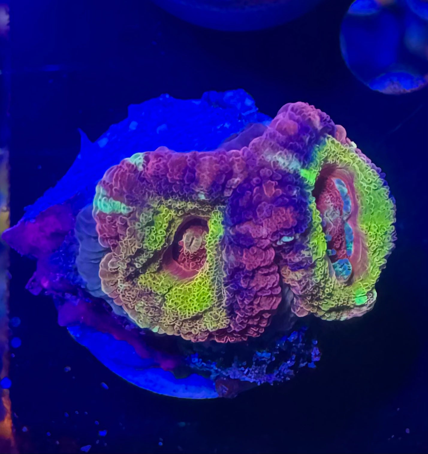 Peach Rainbow Acan Lord — High End LPS Coral — UK Grown