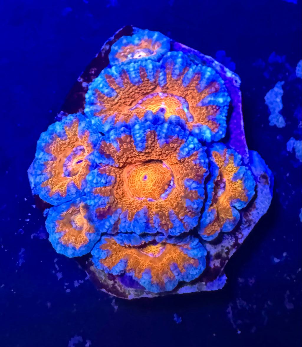 Acan Lord — Red and Blue — Rare LPS Coral — UK Grown
