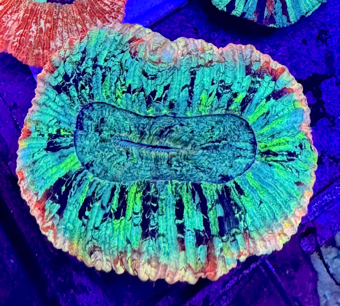 Ultra Trachyphyllia — Open Brain Coral— WYSIWYG — Rare LPS Coral