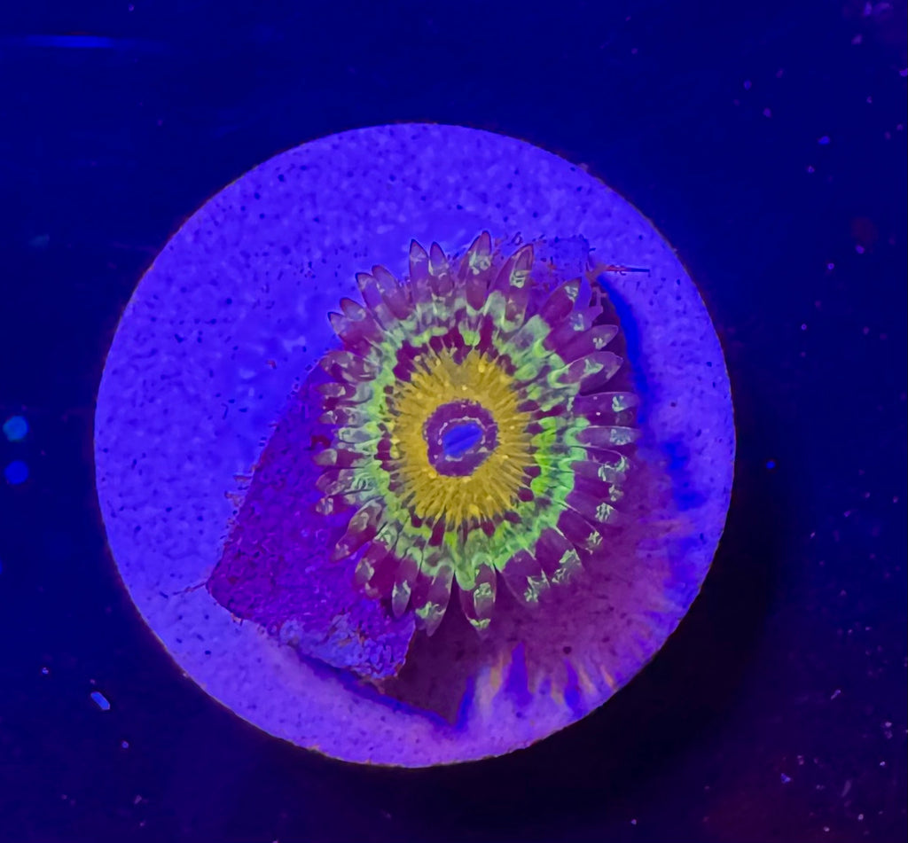 Godbeast Zoa Frag – High End Zoanthid – UK Grown