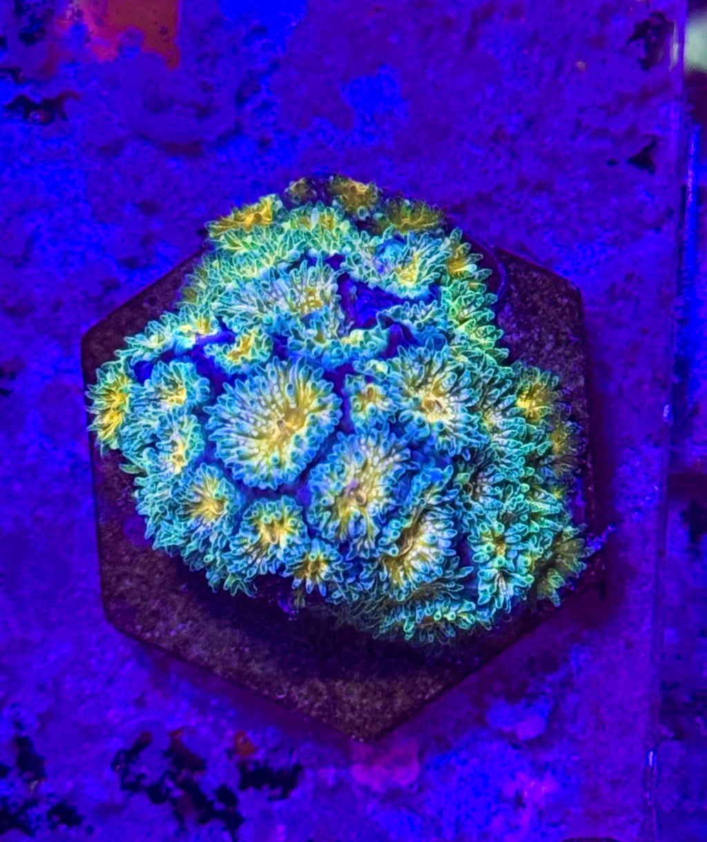 Leptastrea — Orange and Sliver — WYSIWYG — Rare LPS Coral — UK Grown