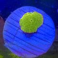 Baby Jawbreaker Mushroom – WYSIWYG – UK Grown