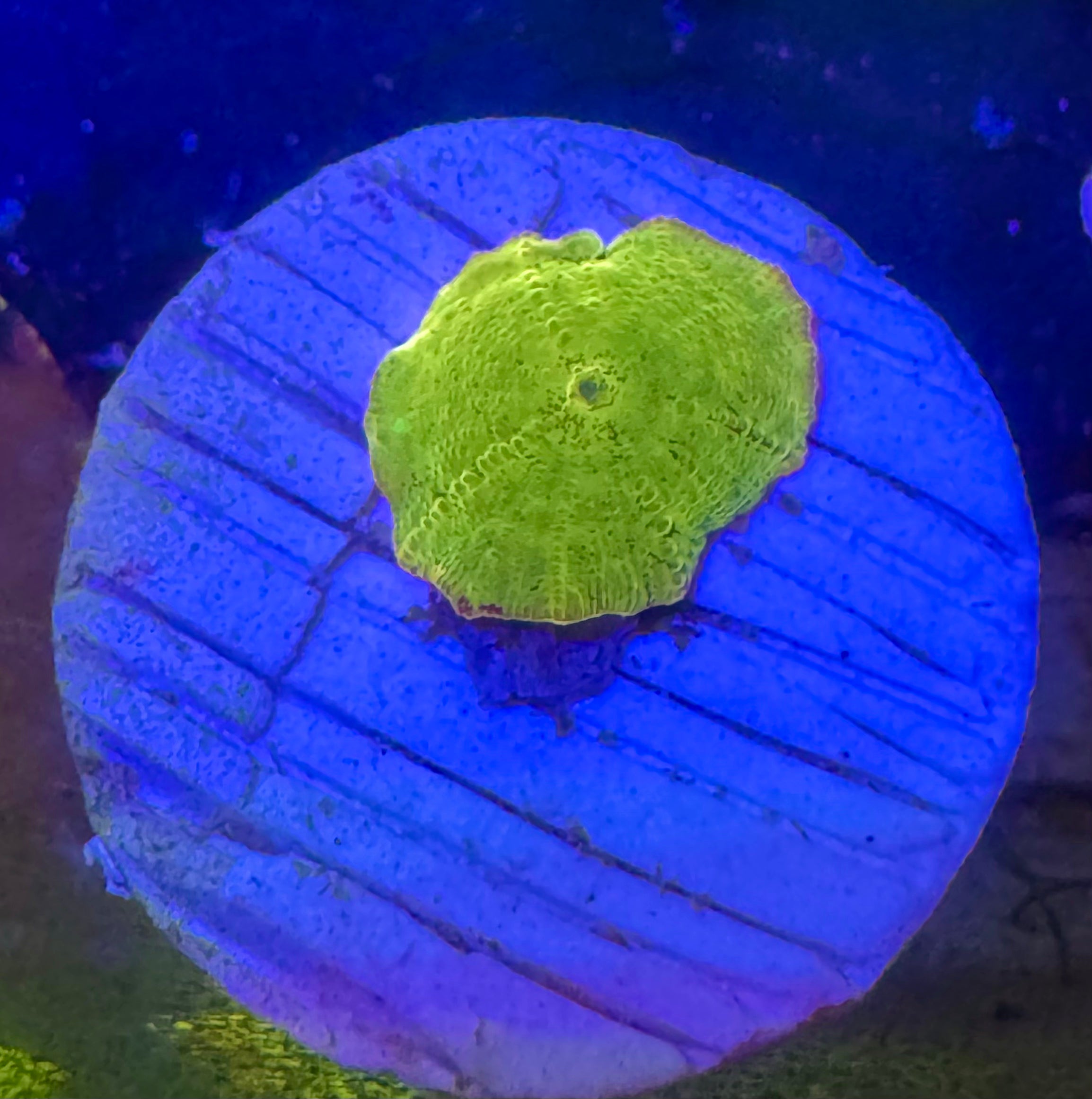 Baby Jawbreaker Mushroom – WYSIWYG – UK Grown