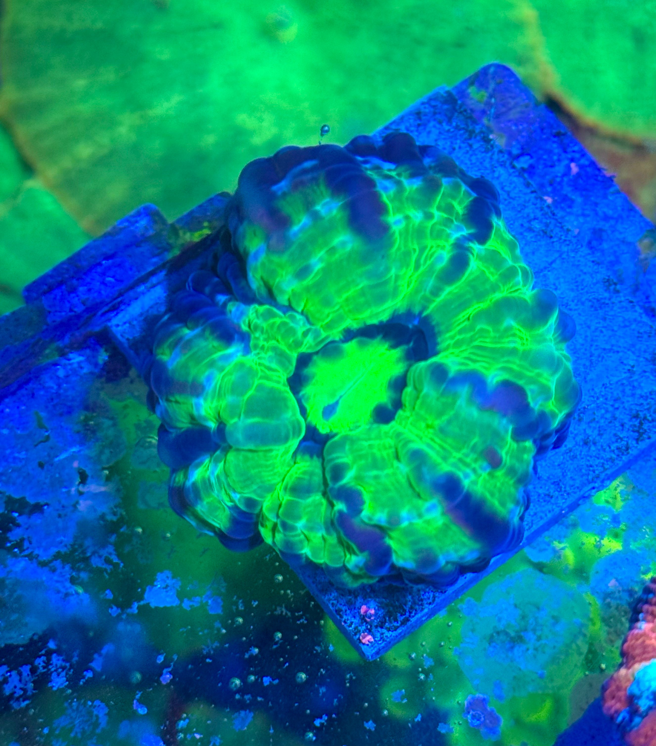 Green Cynarina — WYSIWYG — Rare LPS Coral
