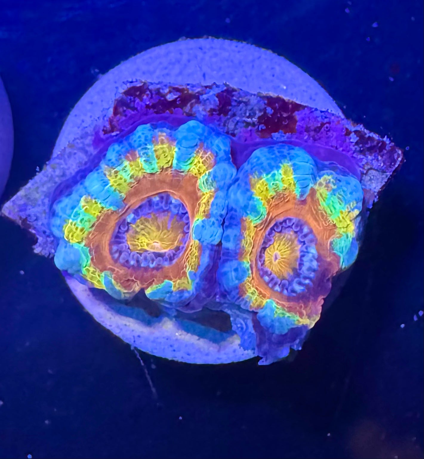 Master Grade Rainbow Acan Lord — Aussie Strain— High End LPS Coral — UK Grown