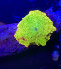 Baby Jawbreaker Mushroom – WYSIWYG – UK Grown