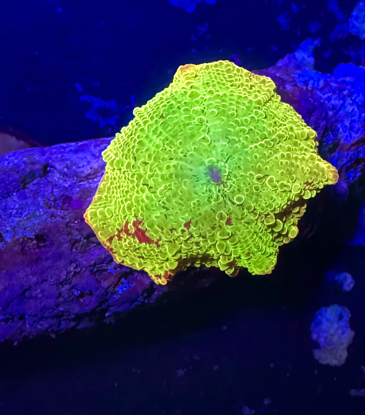 Baby Jawbreaker Mushroom – WYSIWYG – UK Grown