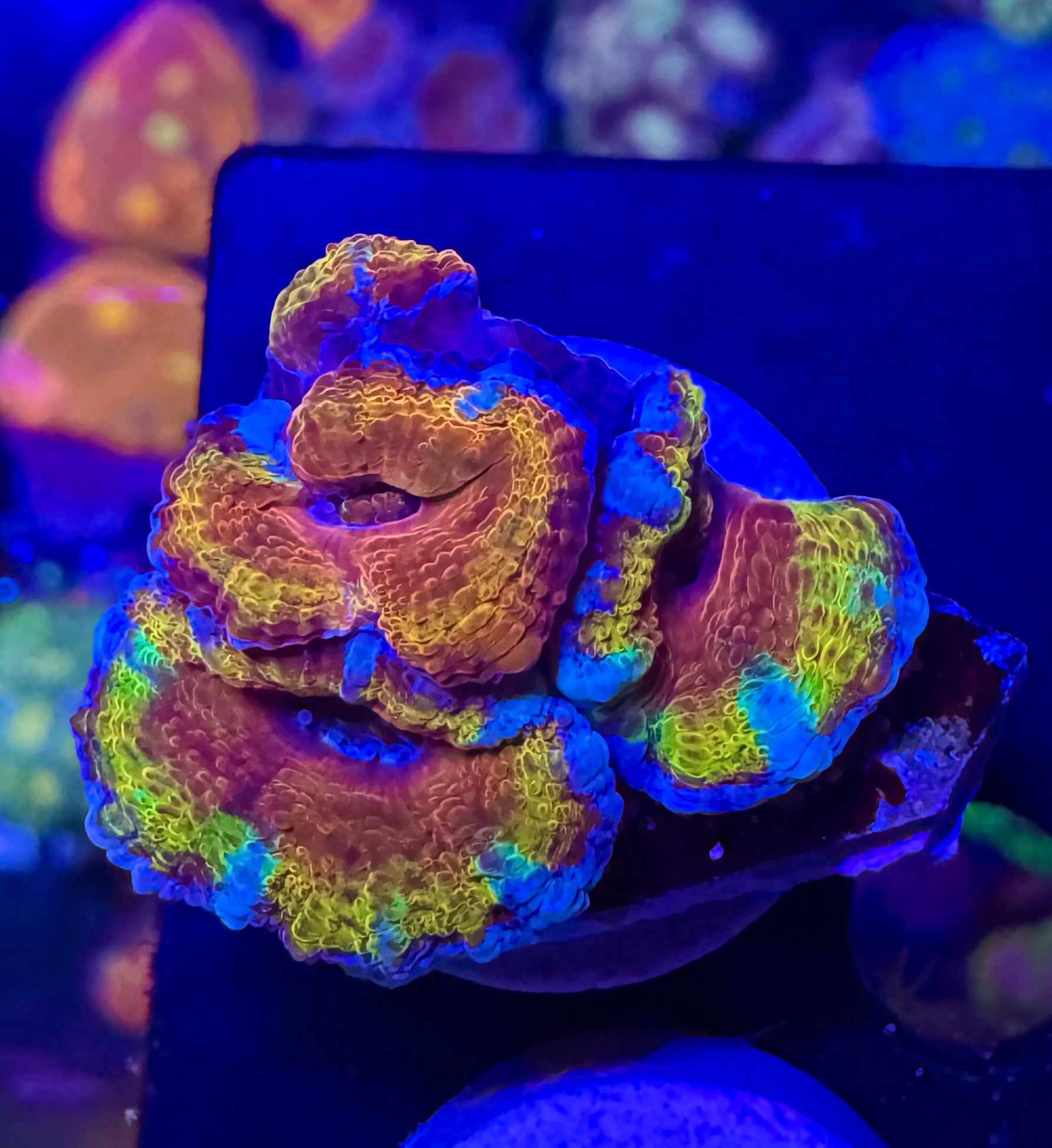 Master Grade Rainbow Acan Lord — High End LPS Coral — UK Grown