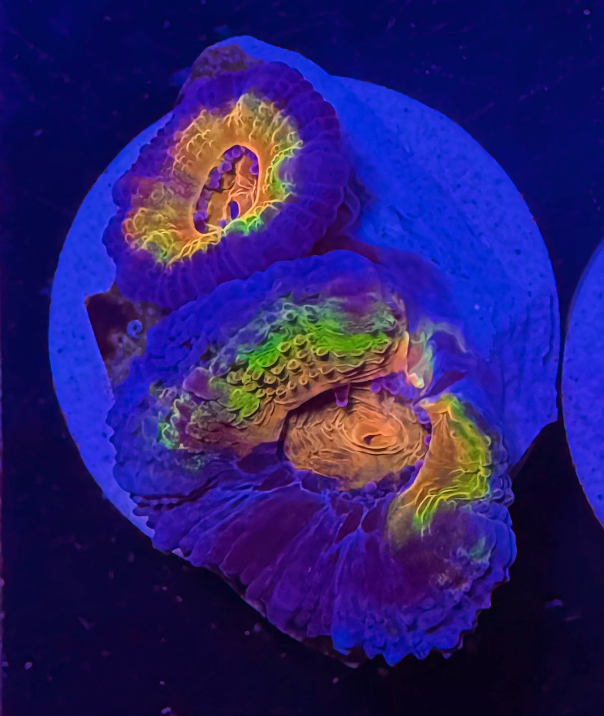 Master Grade Rainbow Acan Lord — Aussie Strain — High End LPS Coral — UK Grown