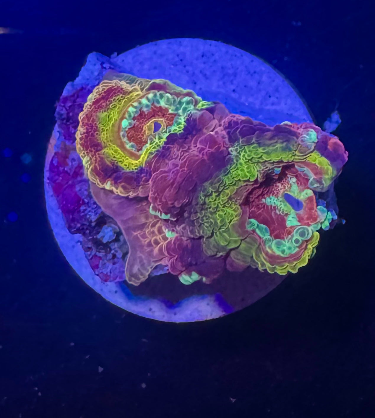 Peach Rainbow Acan Lord — High End LPS Coral — UK Grown