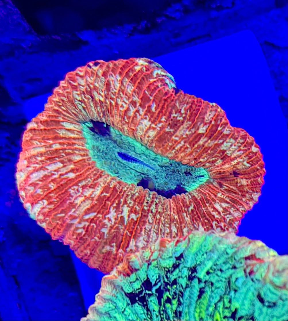Ultra Trachyphyllia — Open Brain Coral— WYSIWYG — Rare LPS Coral
