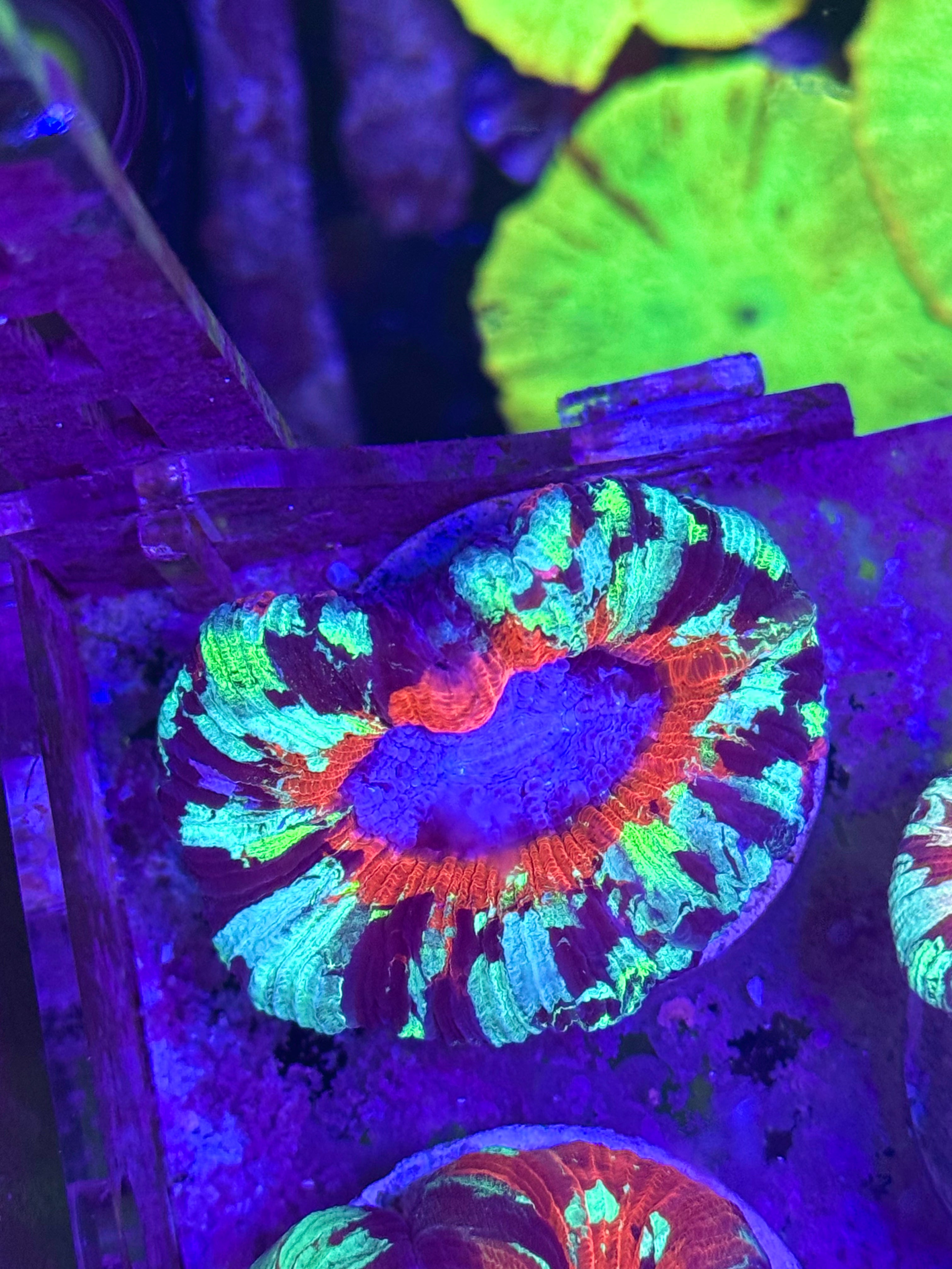 Ultra Trachyphyllia — Open Brain Coral— WYSIWYG — Rare LPS Coral