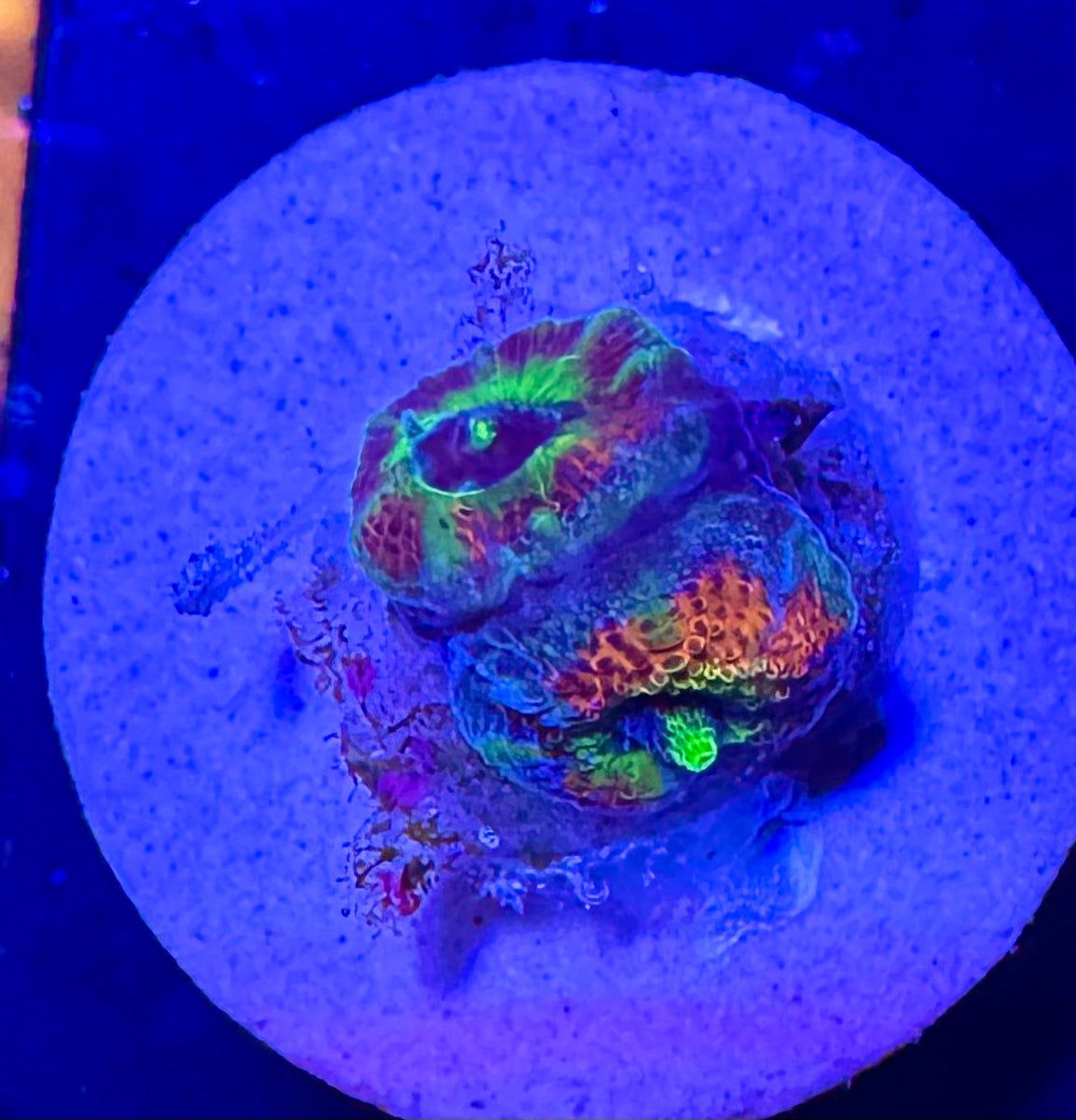 Holy Grail Micromussa Small Frag — High End LPS Coral — UK Grown