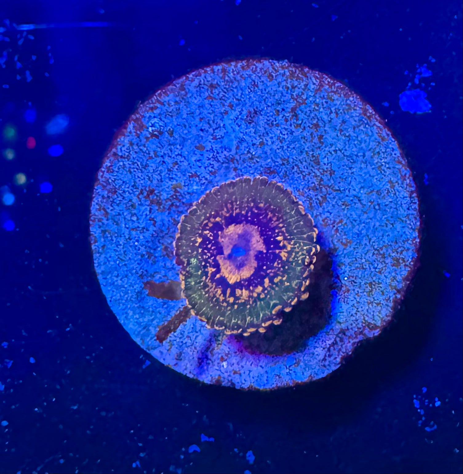 JF Azz Krak Zoa Frag — WYSIWYG – High End Zoanthid – UK Grown