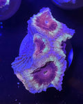 Acan Lord — Purple and Yellow — Rare LPS Coral — UK Grown