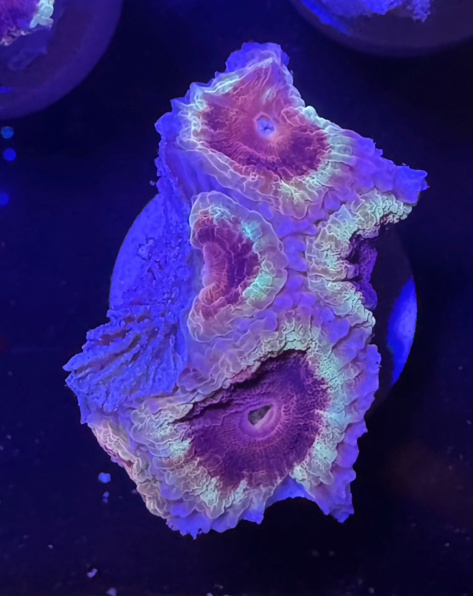 Acan Lord — Purple and Yellow — Rare LPS Coral — UK Grown