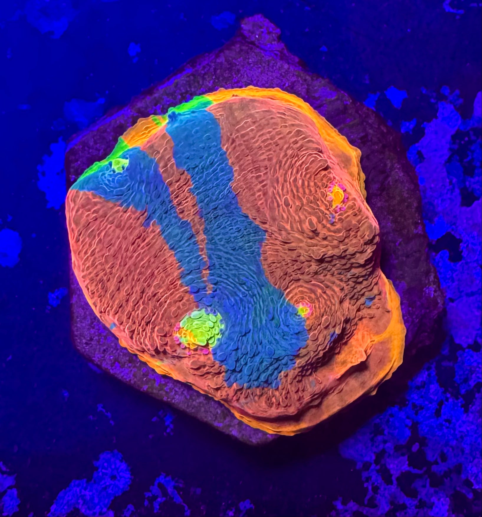 Jelly Bean Rainbow Chalice Frag— High End LPS Coral — UK Grown