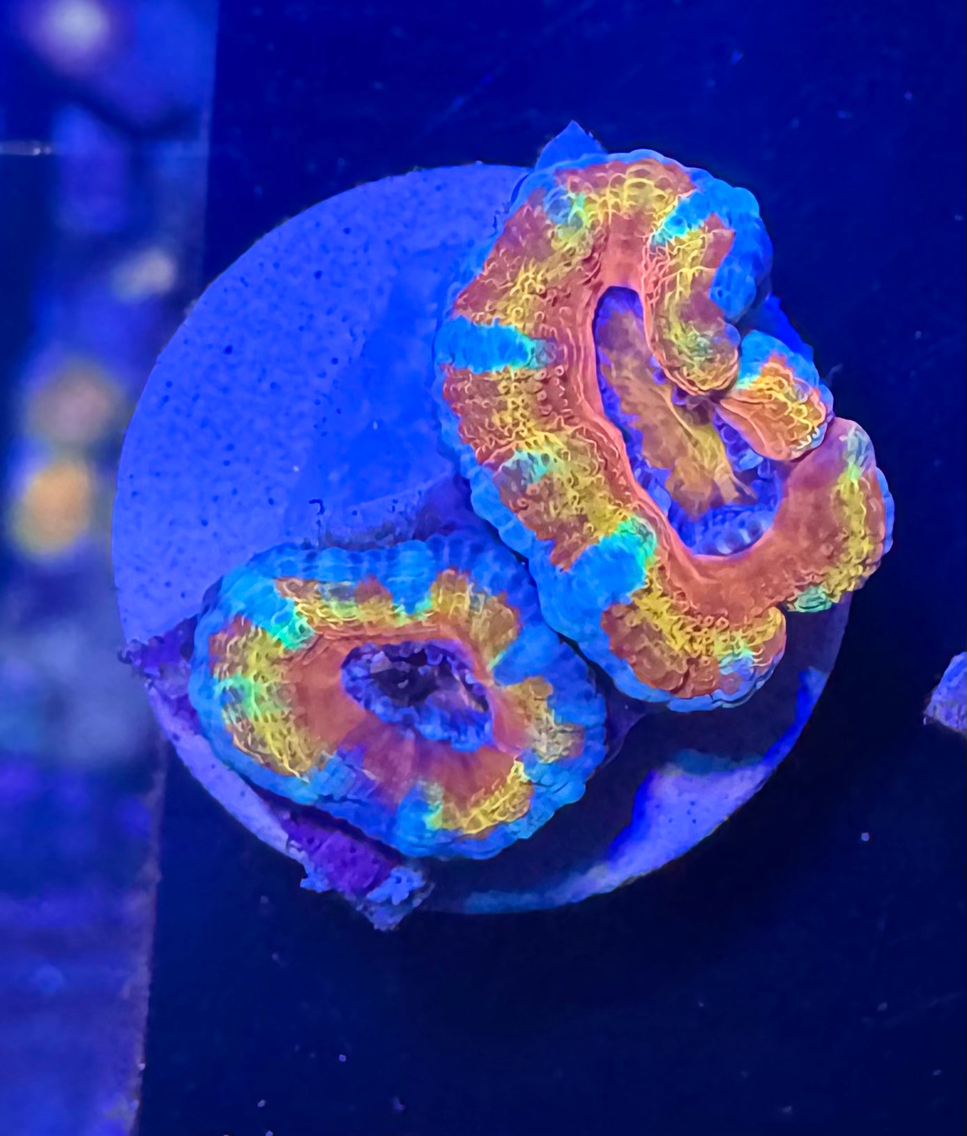 Master Grade Rainbow Acan Lord — Aussie Strain— High End LPS Coral — UK Grown