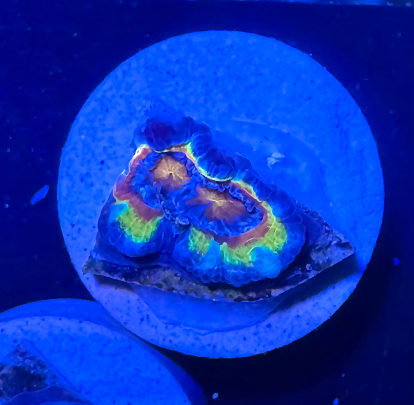 Master Grade Rainbow Acan Lord — Aussie Strain— High End LPS Coral — UK Grown