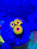 Great Owl Frag – High End Zoanthid – UK Grown