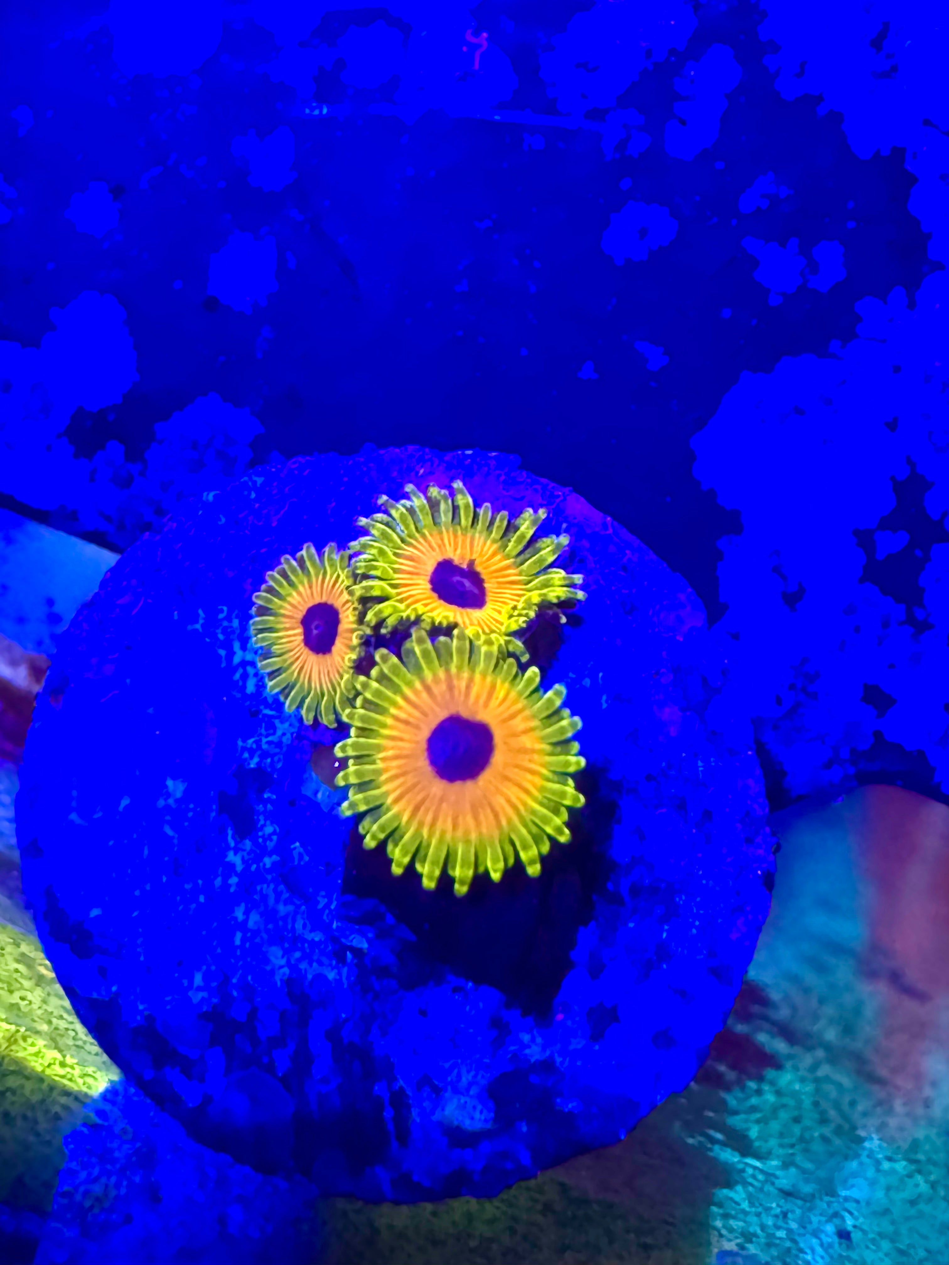 Great Owl Frag – High End Zoanthid – UK Grown
