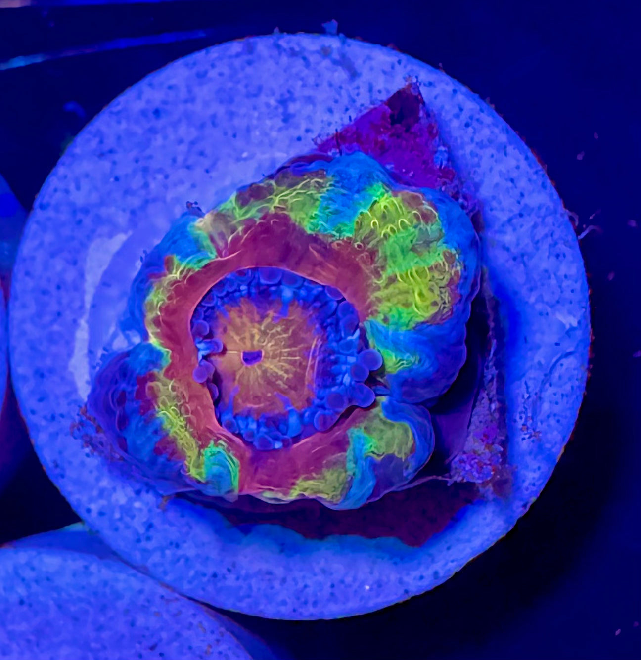 Master Grade Rainbow Acan Lord — Aussie Strain— High End LPS Coral — UK Grown
