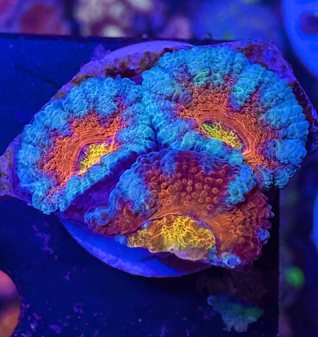 Rainbow Acan Lord — High End LPS Coral — UK Grown