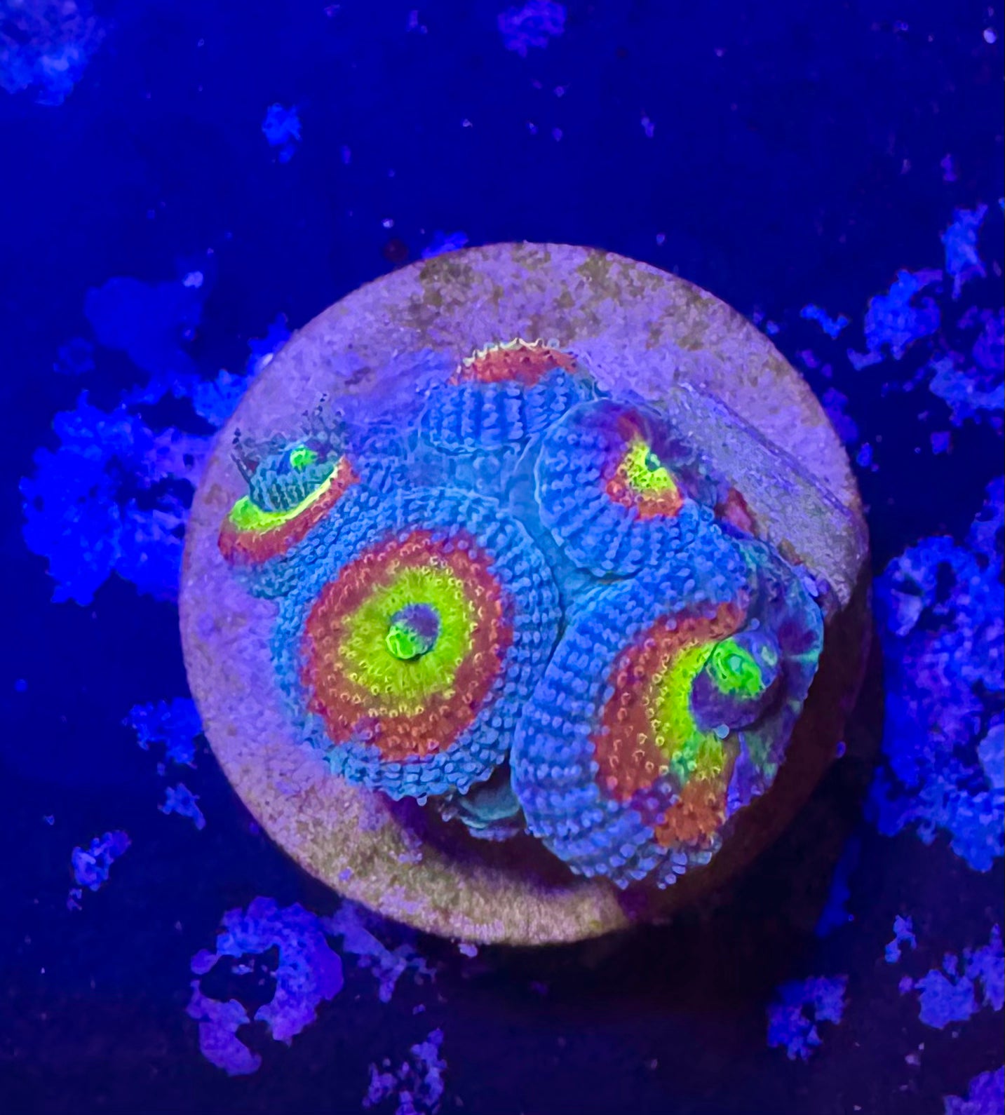Holy Grail Micromussa — High End LPS Coral — UK Grown