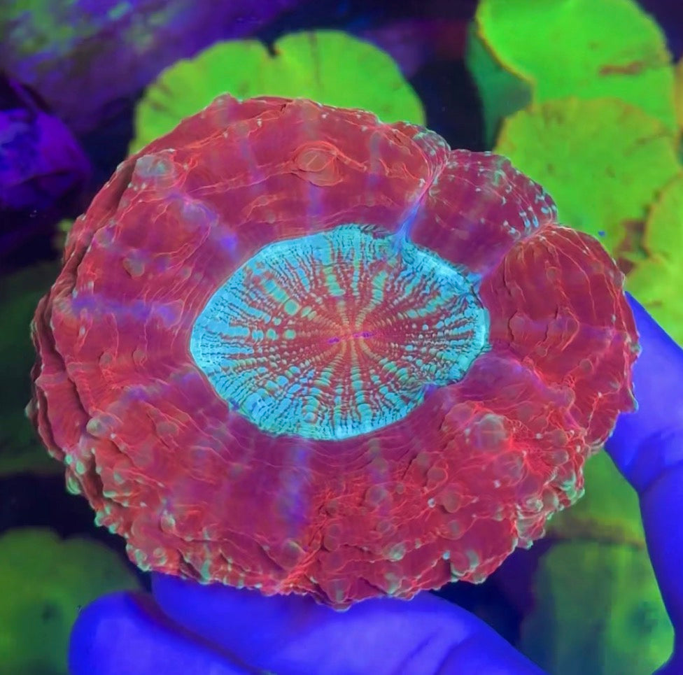 Acanthophyllia— Blue Glitter — WYSIWYG — High End LPS Coral