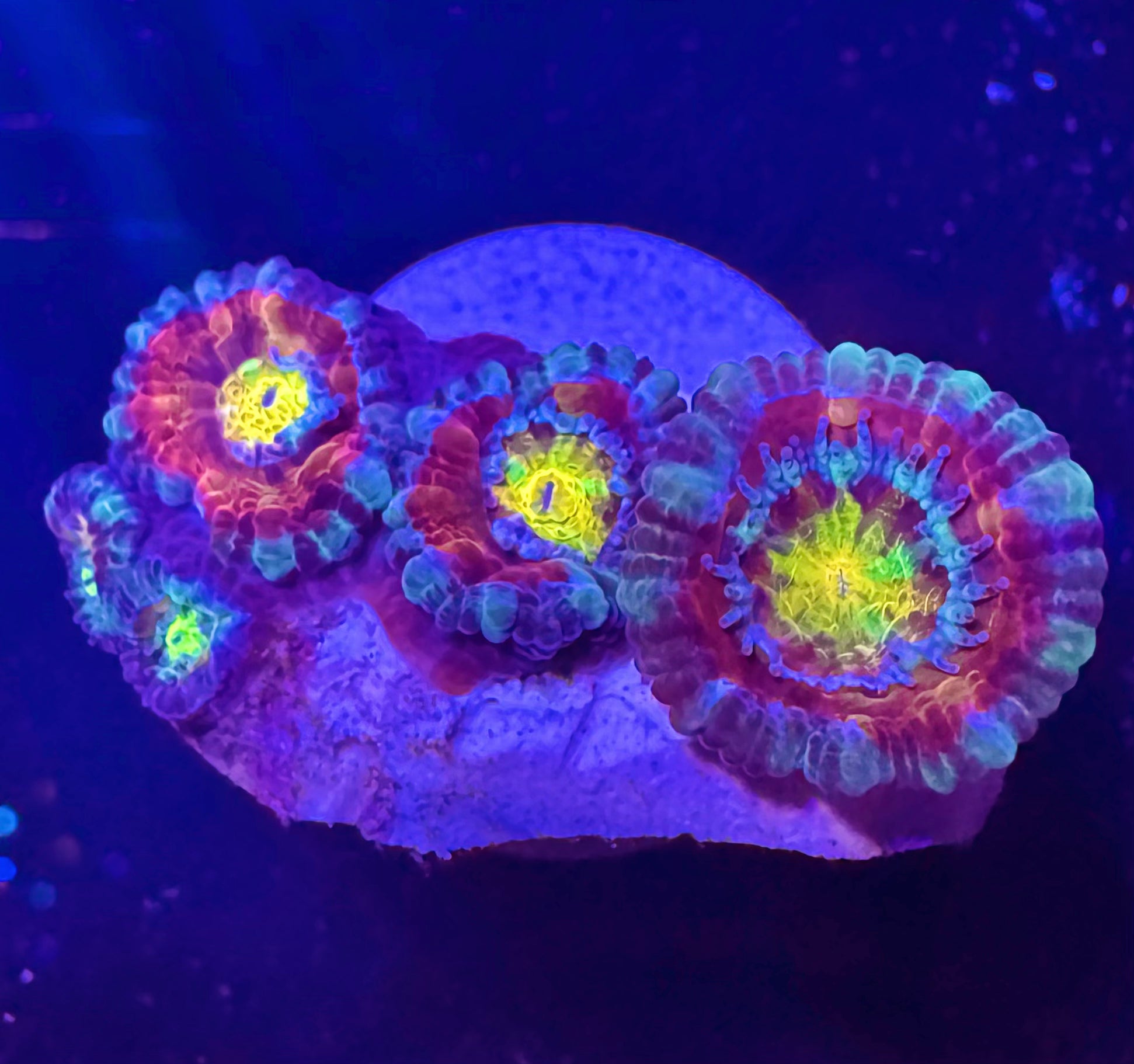 Master Grade Rainbow Acan Lord — Aussie Strain — WYSIWYG — High End LPS Coral — UK Grown
