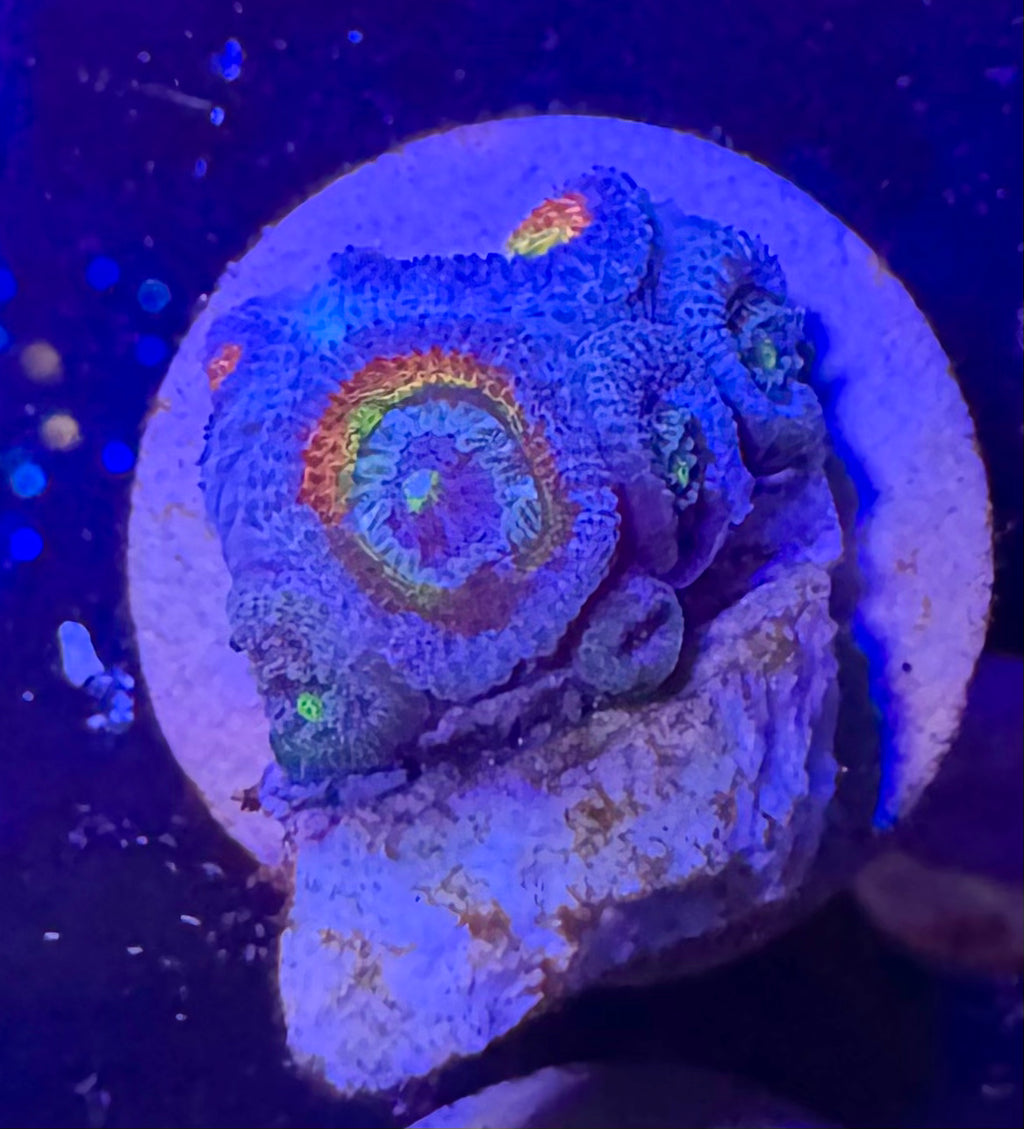 Holy Grail Micromussa — High End LPS Coral — UK Grown