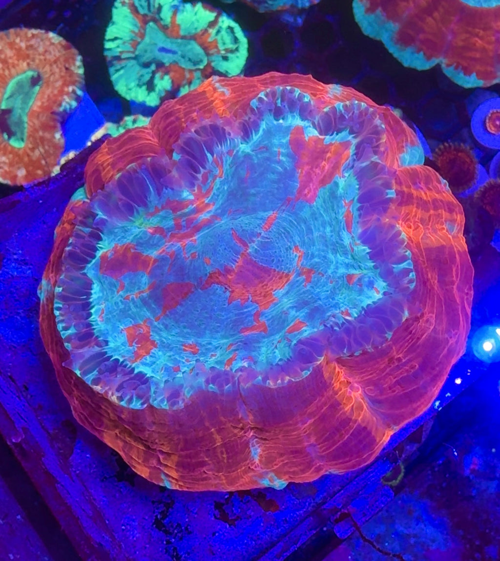 Acanthophyllia— Blue and Orange — WYSIWYG — High End LPS Coral