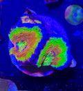 Master Grade Rainbow Acan Lord — High End LPS Coral — UK Grown