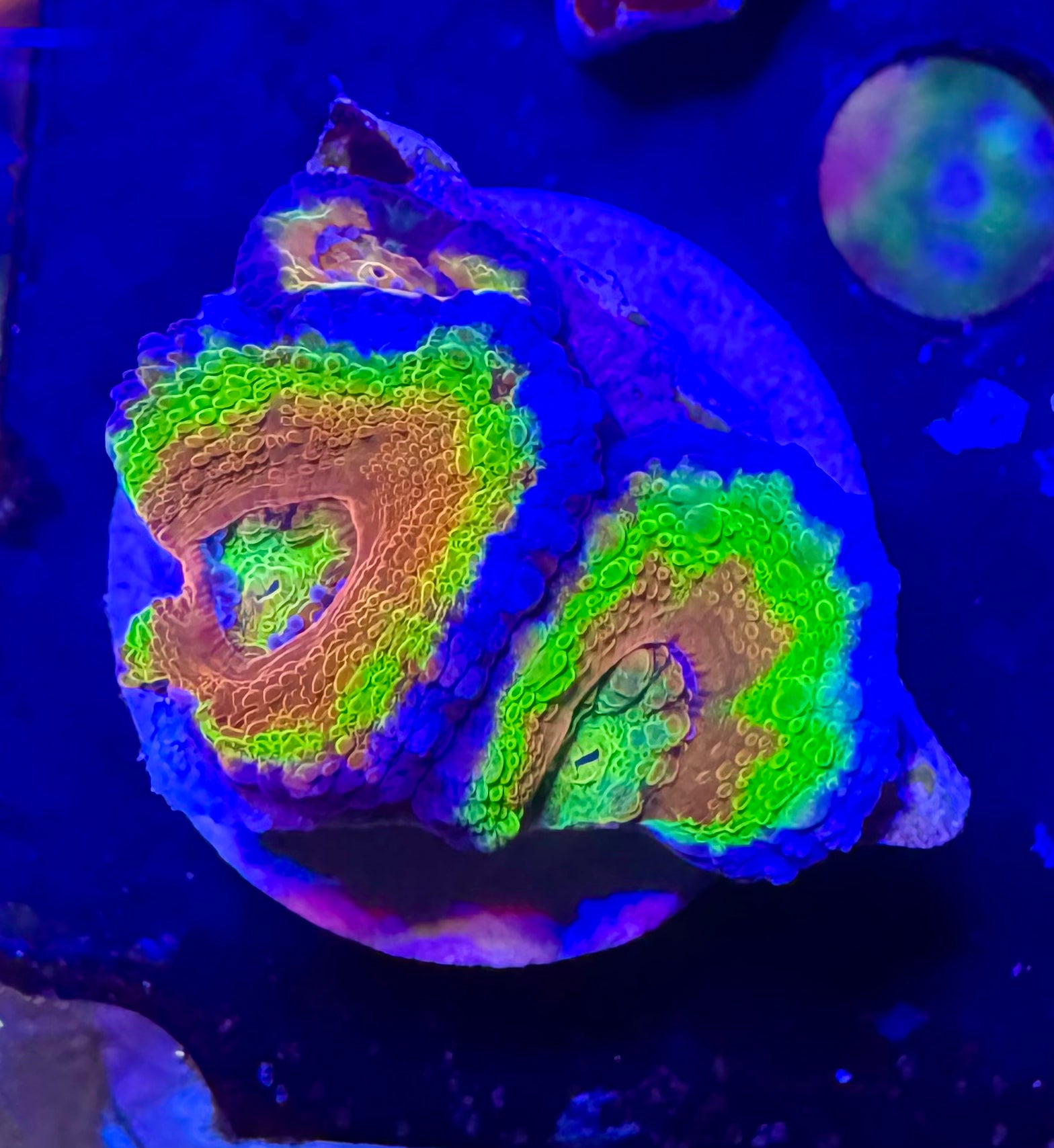 Master Grade Rainbow Acan Lord — High End LPS Coral — UK Grown