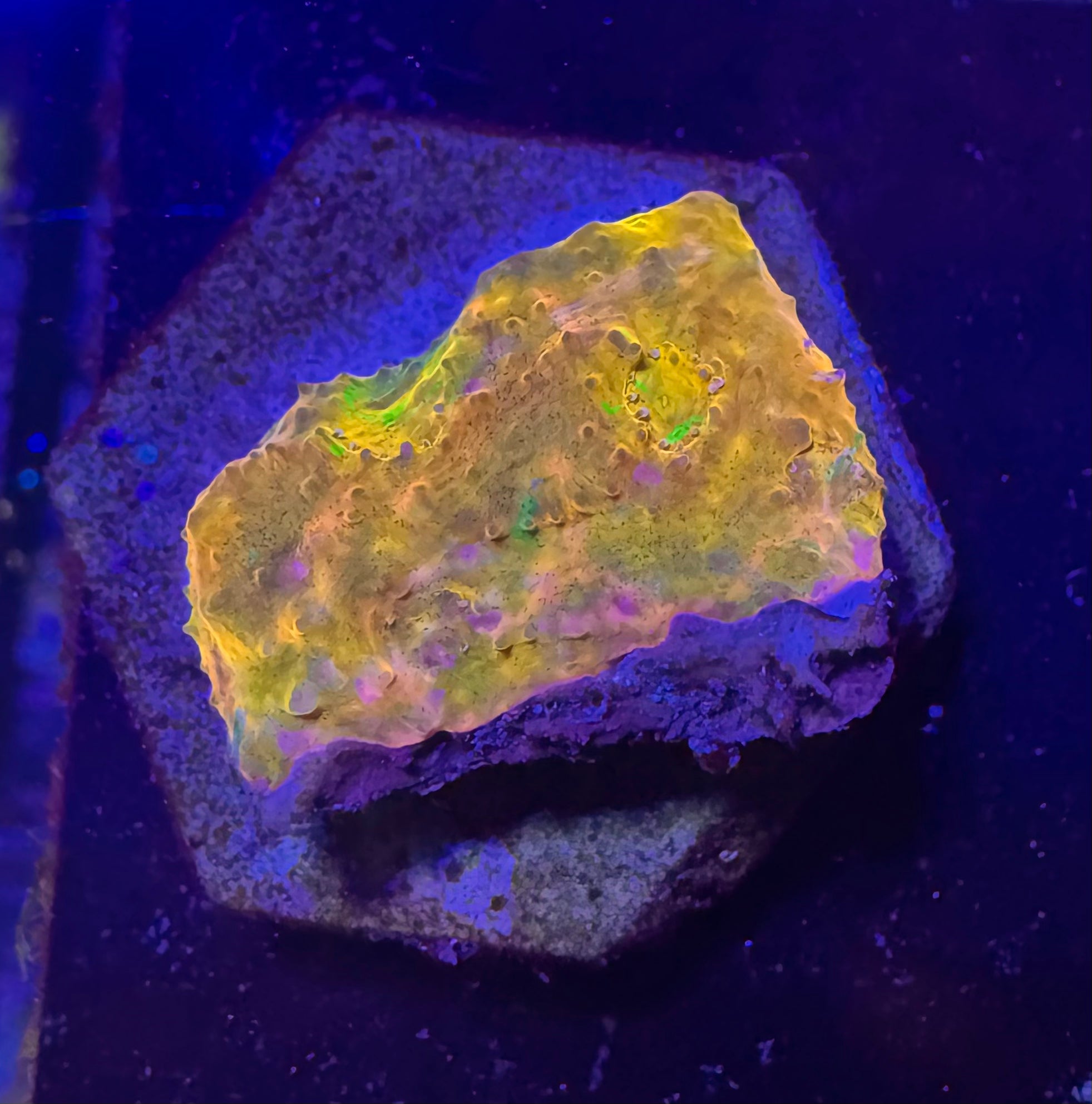 Jelly Bean Rainbow Chalice Frag— High End LPS Coral — UK Grown