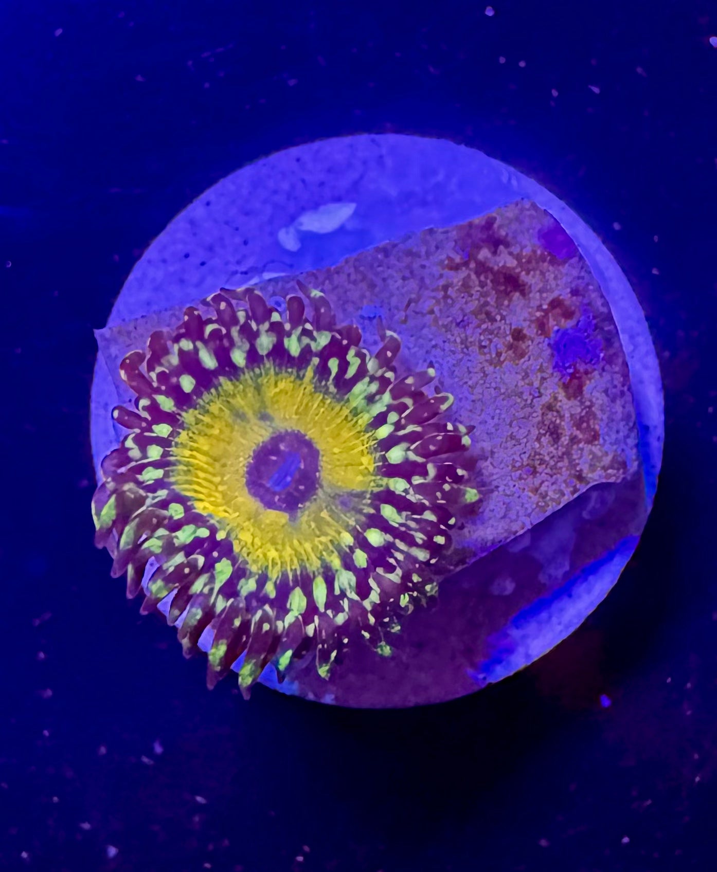 Godbeast Zoa Frag – High End Zoanthid – UK Grown