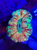 Rainbow Trachyphyllia   — WYSIWYG — High End LPS Coral