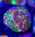 Rainbow Acan Micromussa — WYSIWYG — Rare LPS Coral — UK Grown