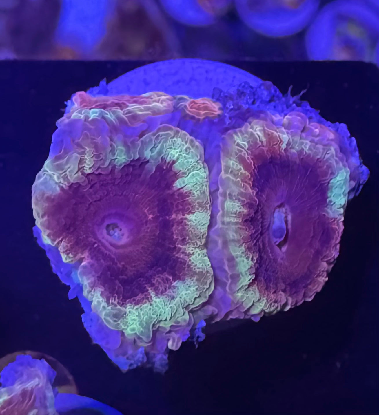 Acan Lord — Purple and Yellow — Rare LPS Coral — UK Grown