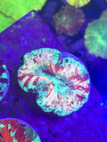 Ultra Trachyphyllia — Open Brain Coral— WYSIWYG — Rare LPS Coral