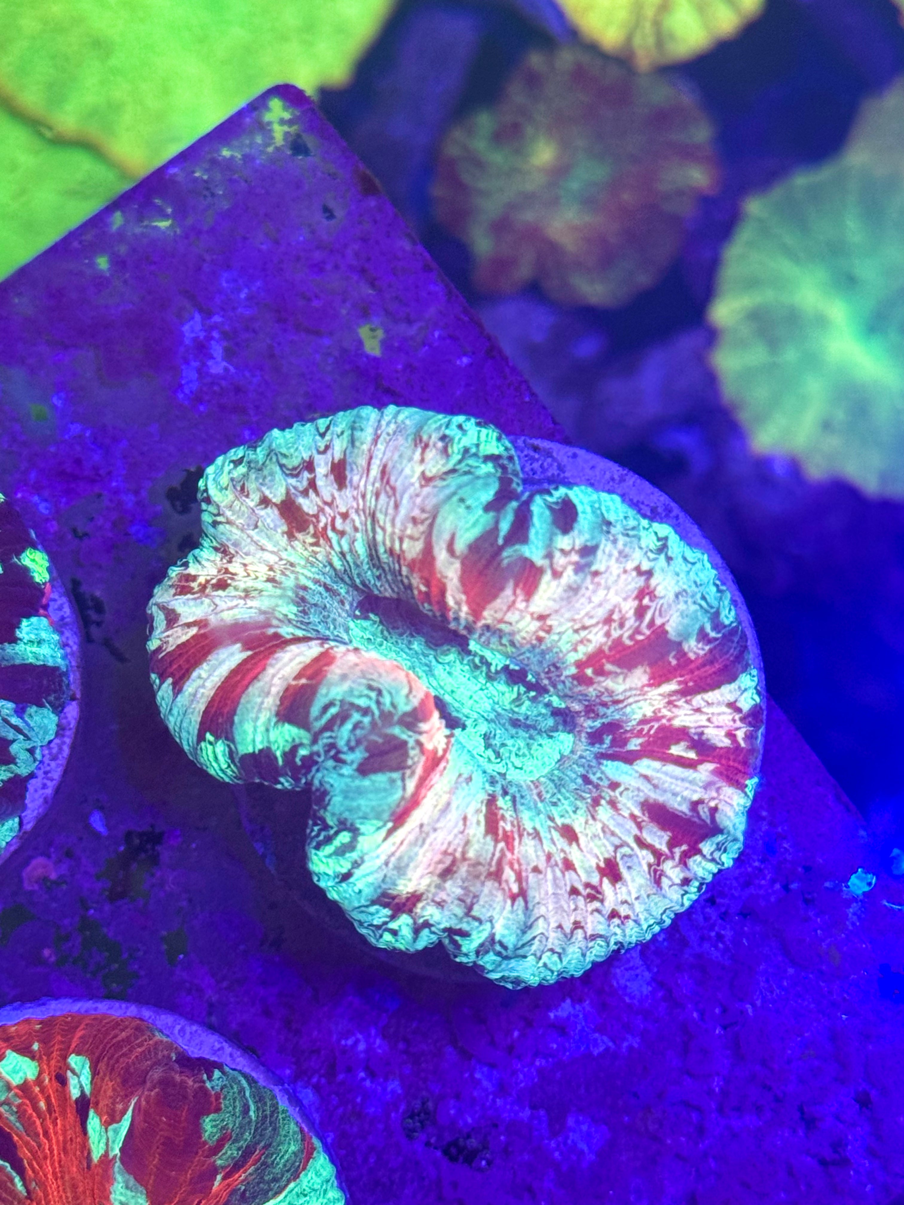 Ultra Trachyphyllia — Open Brain Coral— WYSIWYG — Rare LPS Coral