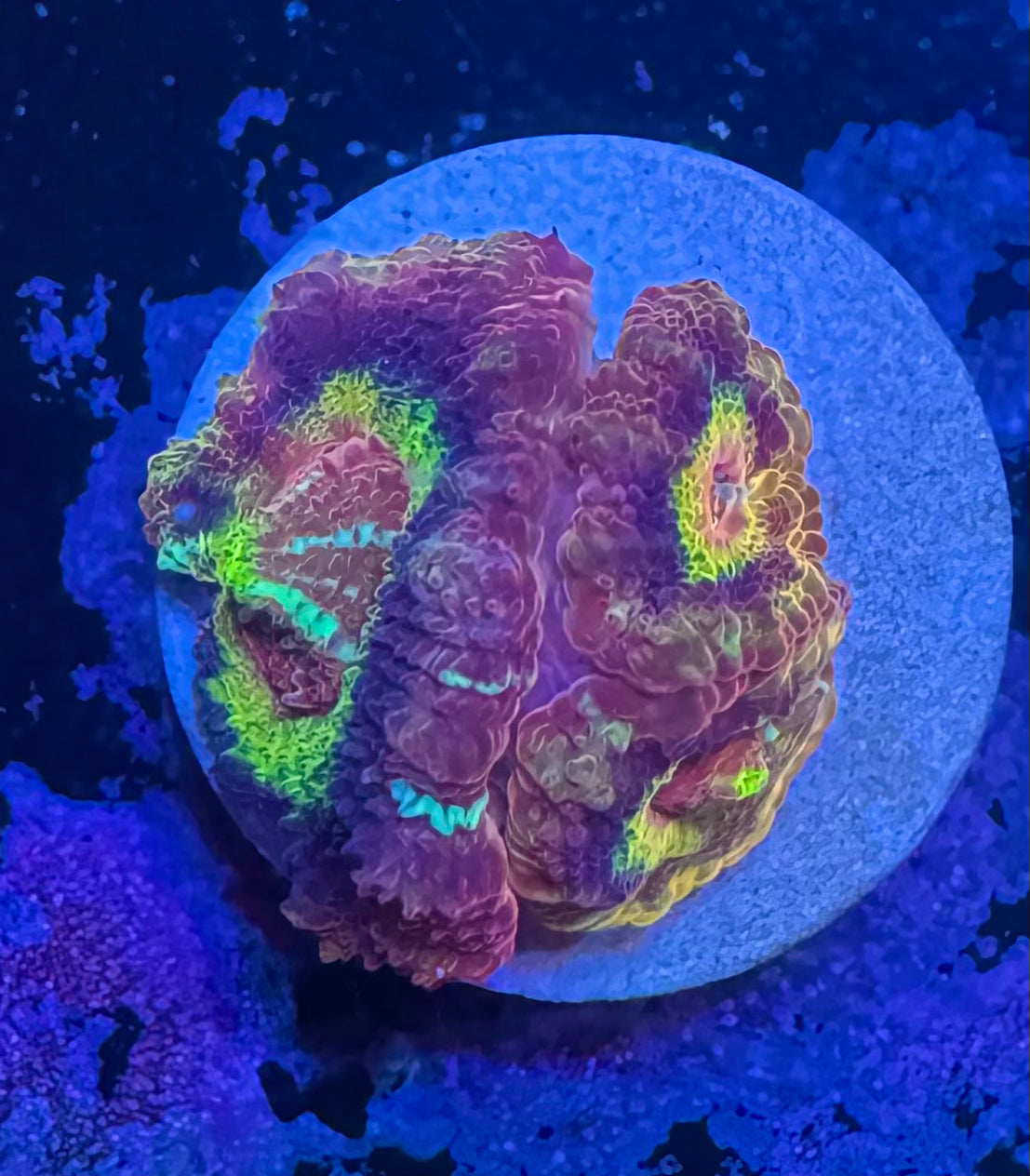 Peach Rainbow Acan Lord — High End LPS Coral — UK Grown