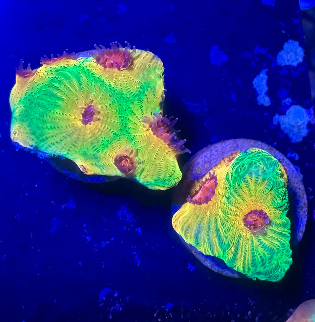 Fascination Favia — Rare LPS Coral — UK Grown