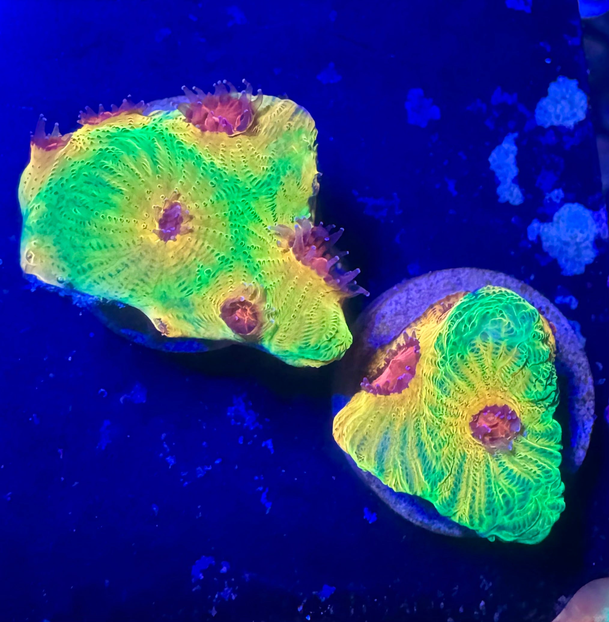 Fascination Favia — Rare LPS Coral — UK Grown