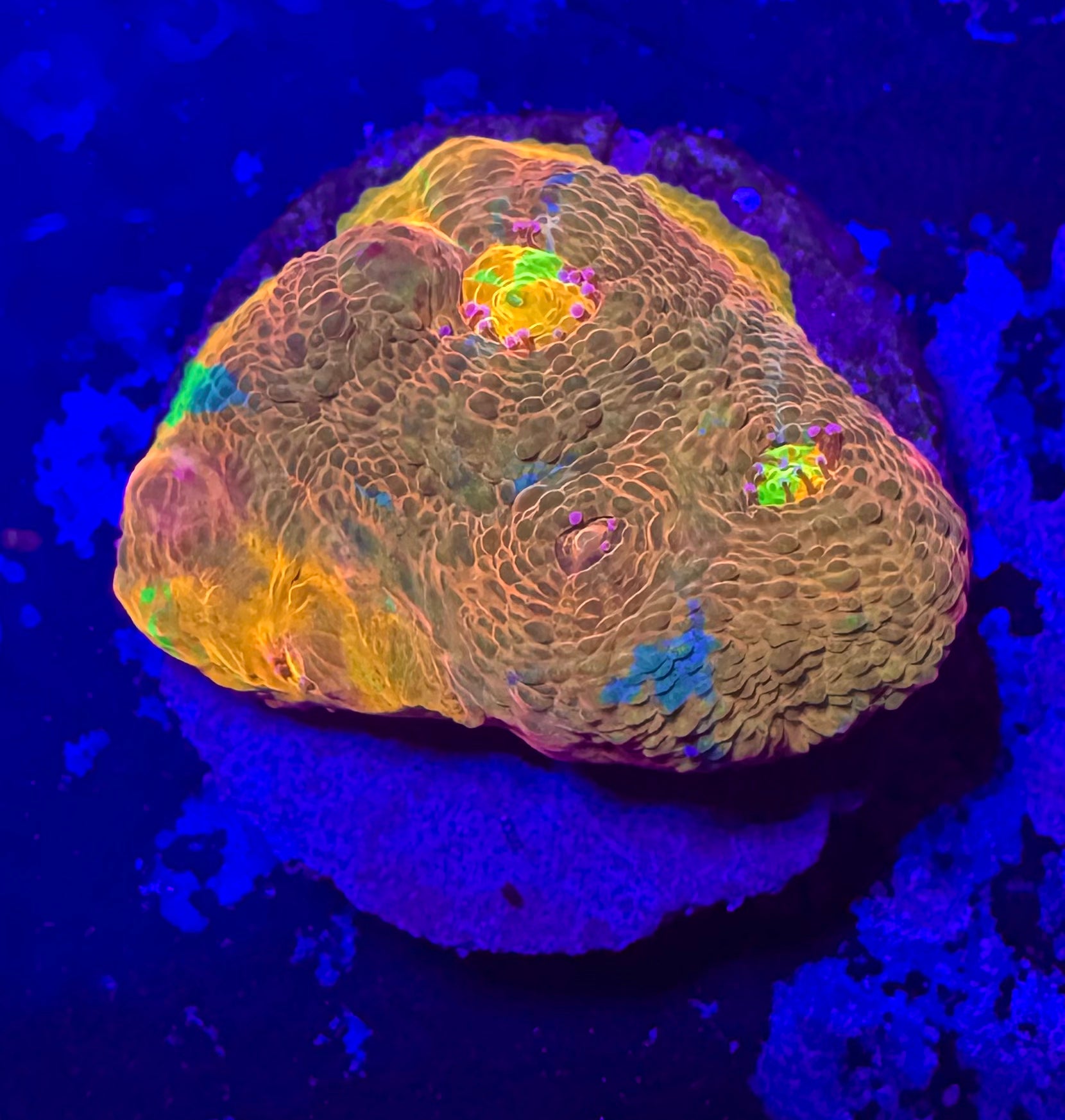 Jelly Bean Rainbow Chalice Frag— High End LPS Coral — UK Grown