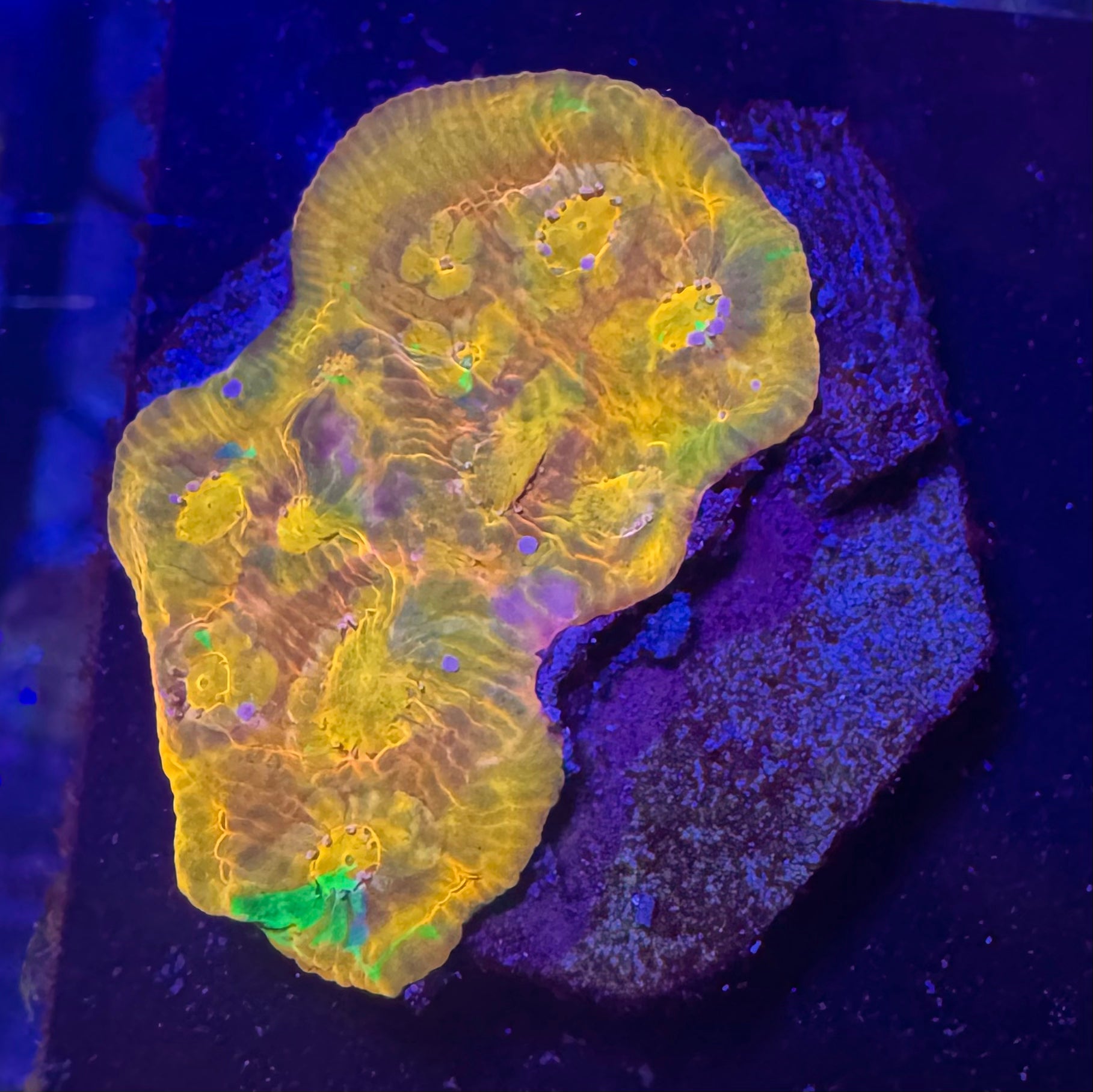 Jelly Bean Rainbow Chalice Frag— High End LPS Coral — UK Grown