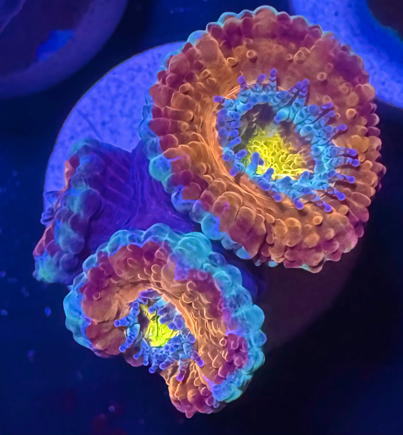 Master Grade Rainbow Acan Lord — Aussie Strain — WYSIWYG — High End LPS Coral — UK Grown
